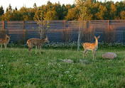 Фото №5 зала Vinity Forest
